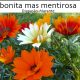 Diapasão, Bonita mas mentirosa, Bandas, Letra, Marante, Grupos Musicais, Musica de Baile, Bandas portuguesas, Festas Populares, Cantores, Bandas, Zona Norte