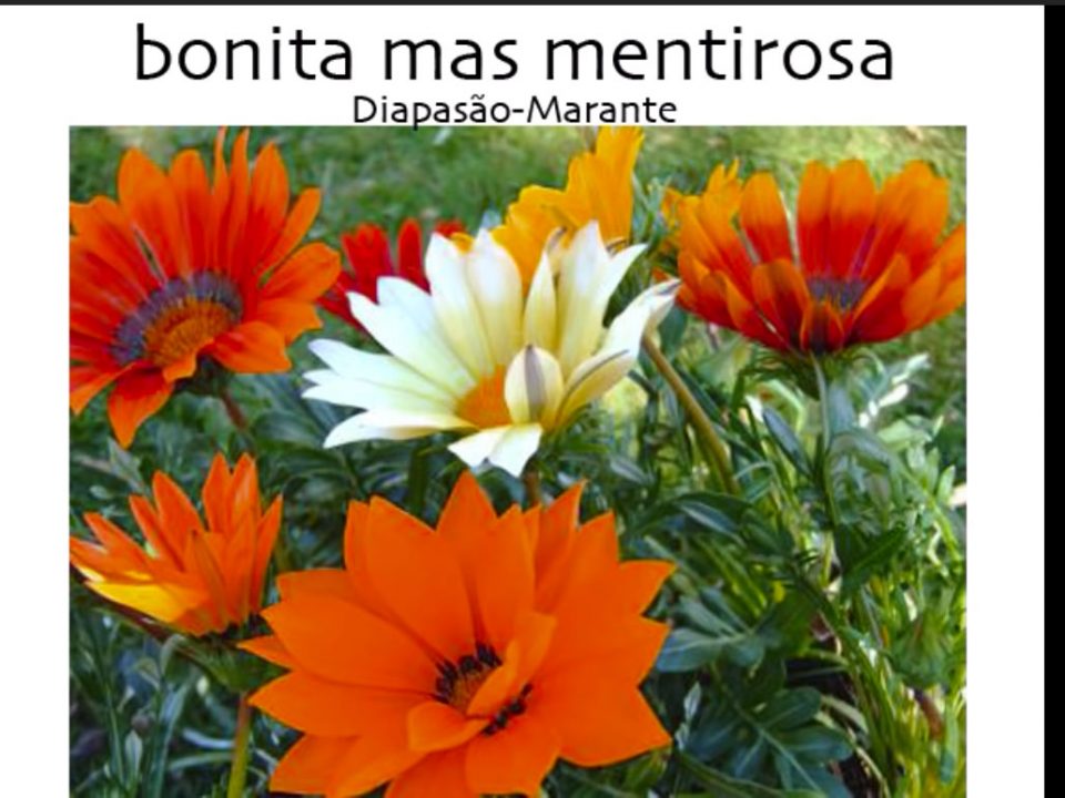 Diapasão, Bonita mas mentirosa, Bandas, Letra, Marante, Grupos Musicais, Musica de Baile, Bandas portuguesas, Festas Populares, Cantores, Bandas, Zona Norte